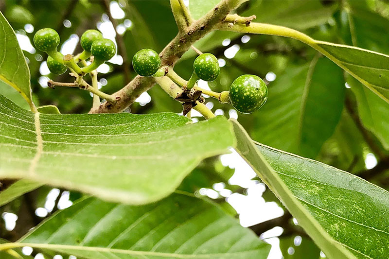  nhựa cây bời lời
